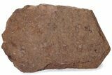 Ordovician Trilobite Mortality Plate - Hundreds Of Trilobites #222124-1